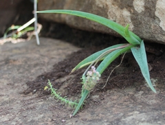 Ledebouria ensifolia