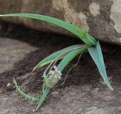 Ledebouria ensifolia