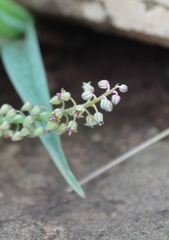 Ledebouria ensifolia