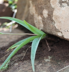 Ledebouria ensifolia