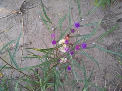 Lessingianthus rubricaulis