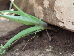 Ledebouria ensifolia