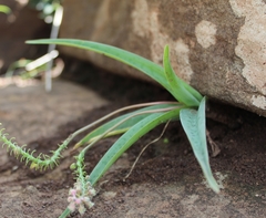 Ledebouria ensifolia