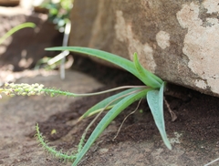 Ledebouria ensifolia