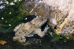 Bombina variegata variegata