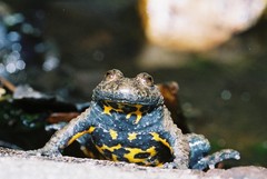 Bombina variegata variegata