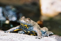 Bombina variegata variegata