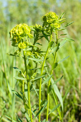 Euphorbia