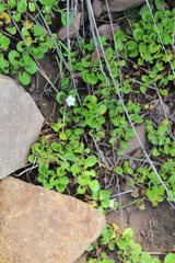 Falkia