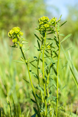 Euphorbia