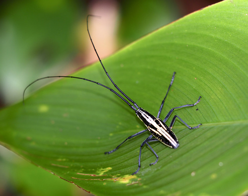 Ptychodes politus
