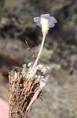 Oxalis imbricata violacea
