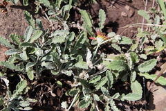 Arctotis arctotoides