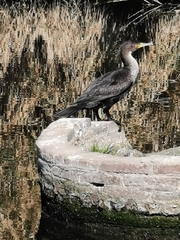Phalacrocorax carbo