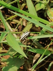 Afrixalus quadrivittatus