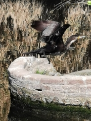 Phalacrocorax carbo
