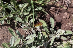 Arctotis arctotoides