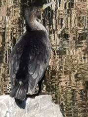 Phalacrocorax carbo