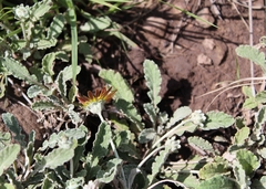 Arctotis arctotoides