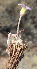 Oxalis imbricata violacea