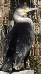 Phalacrocorax carbo