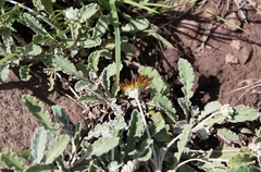 Arctotis arctotoides