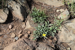 Arctotis arctotoides