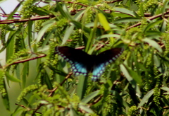 Limenitis arthemis arizonensis