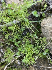 Apiastrum angustifolium