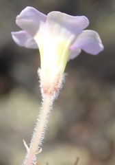 Oxalis imbricata violacea