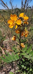 Senna scabriuscula