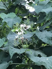Clerodendrum villosum