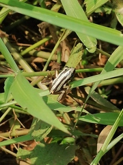 Afrixalus quadrivittatus