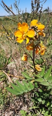 Senna scabriuscula