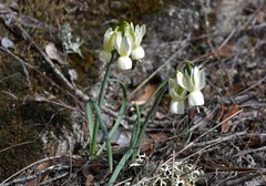 Narcissus triandrus triandrus