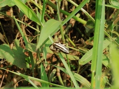 Afrixalus quadrivittatus