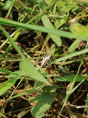 Afrixalus quadrivittatus