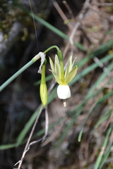 Narcissus triandrus triandrus