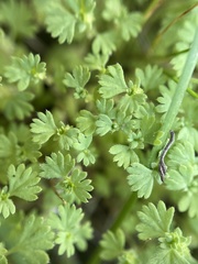 Alchemilla occidentalis