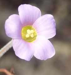 Oxalis imbricata violacea