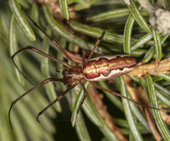 Tetragnatha versicolor