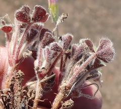 Oxalis imbricata violacea