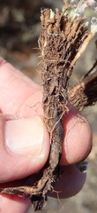 Oxalis imbricata violacea
