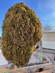 Cupressoideae