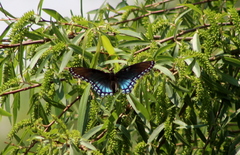 Limenitis arthemis arizonensis
