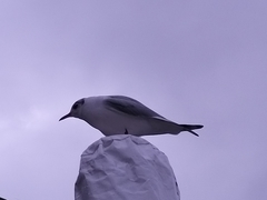 Chroicocephalus ridibundus