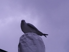 Chroicocephalus ridibundus