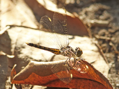 Brachythemis