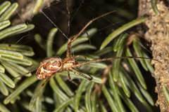 Tetragnatha versicolor