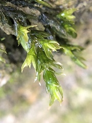 Cinclidotus fontinaloides